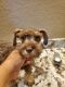 Miniature Schnauzer Puppies for sale in Spring Branch, TX 78070, USA. price: NA