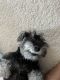 Miniature Schnauzer Puppies for sale in Hobart, IN, USA. price: $500