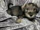 Miniature Schnauzer Puppies for sale in Colton, CA, USA. price: $600