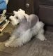 Miniature Schnauzer Puppies for sale in Beggs, OK 74421, USA. price: NA