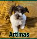 Miniature Schnauzer Puppies for sale in Beggs, OK 74421, USA. price: $1,800