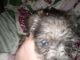 Miniature Schnauzer Puppies for sale in Enterprise, AL 36330, USA. price: NA