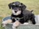 Miniature Schnauzer Puppies for sale in Cotton Valley, LA 71018, USA. price: $950