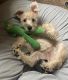 Miniature Schnauzer Puppies for sale in Henderson, NV 89002, USA. price: $1,400