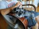 Miniature Schnauzer Puppies for sale in Sunset Beach, NC, USA. price: NA