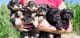 Miniature Schnauzer Puppies for sale in Friedens, PA 15541, USA. price: $800