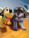 Miniature Schnauzer Puppies for sale in Clermont, FL, USA. price: NA