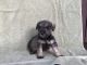Miniature Schnauzer Puppies for sale in Platteville, WI 53818, USA. price: $1,950