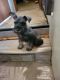 Miniature Schnauzer Puppies for sale in Sherman, TX, USA. price: NA