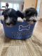 Miniature Schnauzer Puppies for sale in Oklahoma City, OK, USA. price: $800
