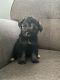 Miniature Schnauzer Puppies for sale in Westby, WI 54667, USA. price: $1,500