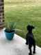 Miniature Schnauzer Puppies for sale in 155 Mulhouse Cir, Castroville, TX 78009, USA. price: NA