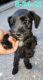 Miniature Schnauzer Puppies for sale in Dallas, TX, USA. price: $350