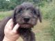 Miniature Schnauzer Puppies for sale in Enterprise, AL 36330, USA. price: $350