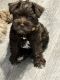 Miniature Schnauzer Puppies for sale in Glen Burnie, MD, USA. price: NA