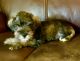 Miniature Schnauzer Puppies for sale in Jessieville, AR, USA. price: NA