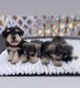 Miniature Schnauzer Puppies for sale in 60 Washburn Ave, Freeport, NY 11520, USA. price: $1,100