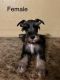 Miniature Schnauzer Puppies for sale in Jacksonville, TX 75766, USA. price: NA