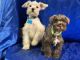 Miniature Schnauzer Puppies for sale in Gadsden, AL, USA. price: $700,800