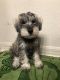 Miniature Schnauzer Puppies for sale in Apopka, FL 32703, USA. price: $1,000