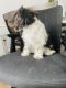 Miniature Schnauzer Puppies for sale in Flower Mound, TX 75028, USA. price: NA