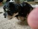 Miniature Schnauzer Puppies for sale in Boonville, IN 47601, USA. price: NA
