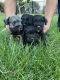 Miniature Schnauzer Puppies for sale in Yakima County, WA, USA. price: $1,000