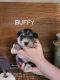 Miniature Schnauzer Puppies for sale in Benson, MN 56215, USA. price: NA