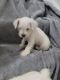 Miniature Schnauzer Puppies for sale in Fort Wayne, IN, USA. price: NA