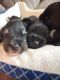 Miniature Schnauzer Puppies for sale in Clay County, AL, USA. price: NA