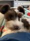 Miniature Schnauzer Puppies for sale in Cabot, AR, USA. price: $800