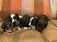 Miniature Schnauzer Puppies for sale in Cleburne, TX, USA. price: $1,500