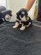 Miniature Schnauzer Puppies for sale in Harlingen, TX, USA. price: NA