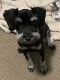 Miniature Schnauzer Puppies for sale in Englewood, OH, USA. price: NA