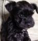 Miniature Schnauzer Puppies for sale in Blountsville, AL 35031, USA. price: $700