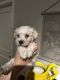 Miniature Schnauzer Puppies for sale in Dallas, TX, USA. price: $1,500