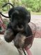 Miniature Schnauzer Puppies for sale in Plainfield, IN, USA. price: $1,200