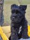 Miniature Schnauzer Puppies for sale in Aberdeen, NC, USA. price: NA