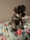 Miniature Schnauzer Puppies for sale in Bloomington, IL 61705, USA. price: $700