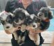 Miniature Schnauzer Puppies for sale in Pembroke Pines, FL, USA. price: $1,500