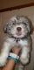 Miniature Schnauzer Puppies for sale in Brighton, MO 65617, USA. price: NA