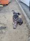 Miniature Schnauzer Puppies for sale in Sherman, TX, USA. price: NA