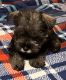 Miniature Schnauzer Puppies for sale in Lyman, SC, USA. price: $900
