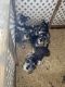 Miniature Schnauzer Puppies for sale in Palm Bay, FL 32907, USA. price: NA