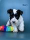 Miniature Schnauzer Puppies for sale in El Cajon, CA, USA. price: NA