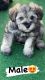 Miniature Schnauzer Puppies for sale in 7835 NE 2nd Ave, Miami, FL 33138, USA. price: NA