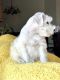 Miniature Schnauzer Puppies for sale in 7470 Ramanee Dr, Midvale, UT 84047, USA. price: $1,600