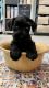 Miniature Schnauzer Puppies for sale in 7470 Ramanee Dr, Midvale, UT 84047, USA. price: NA