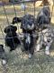 Miniature Schnauzer Puppies for sale in Strang, OK 74367, USA. price: NA