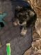 Miniature Schnauzer Puppies for sale in Brandon, MS 39047, USA. price: NA